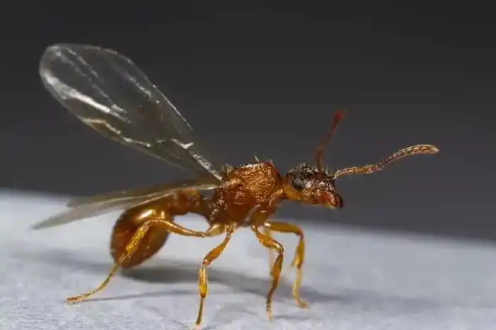 飞蚂蚁就是白蚁,它们被称为"无牙老虎",在地 - 抖音