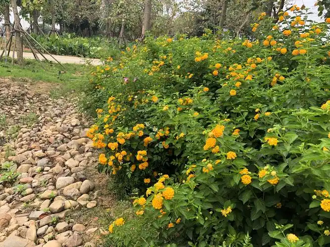 常用园林植物之马缨丹