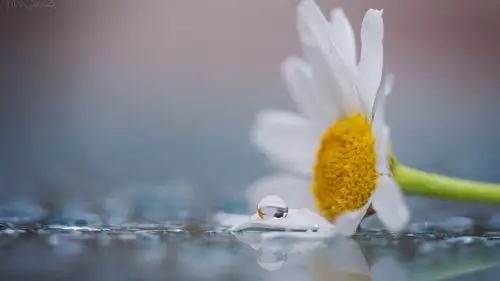 苹果mac高清绿色植物护眼电脑桌面壁纸(二)