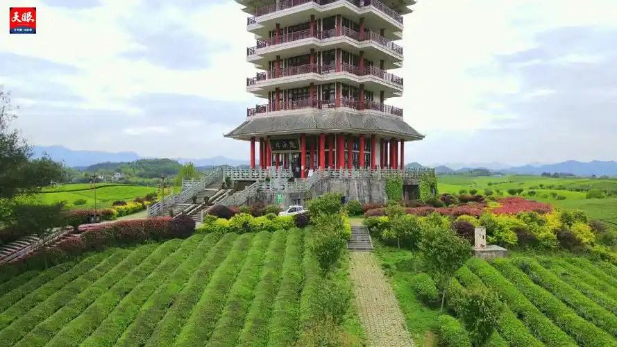 天眼瞰遵义丨湄潭:翠绿茶海风光美