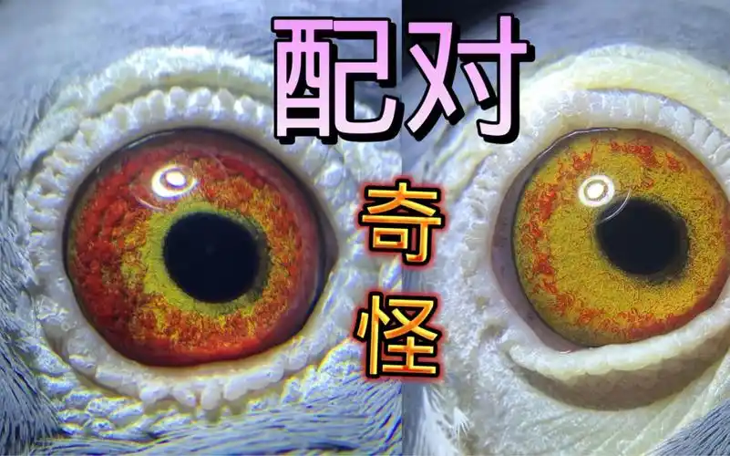 开始给鸽子配对,这两个眼沙悬殊太大.