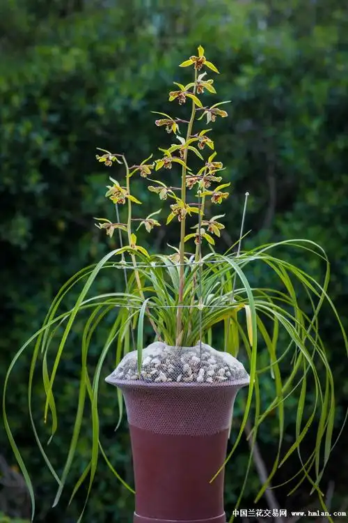 大叠彩 2019开品存档-蕙兰篇-中国兰花交易网社区