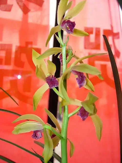 九华红素前垄2苗无斑看图数据082111