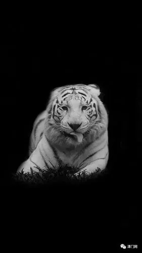 【黑白影像】李奇渊动物肖像摄影作品赏析