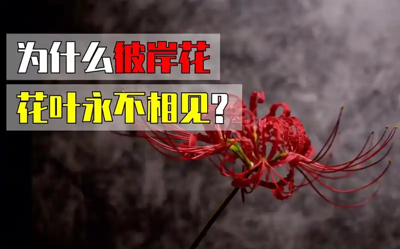 【彼岸花延时】为什么彼岸花"花叶永不相见"?