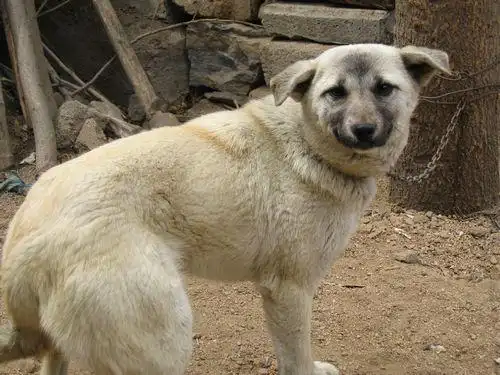 请问各位这是什么狗?长大了什么样子