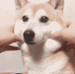 242_240gif 动态图 动图