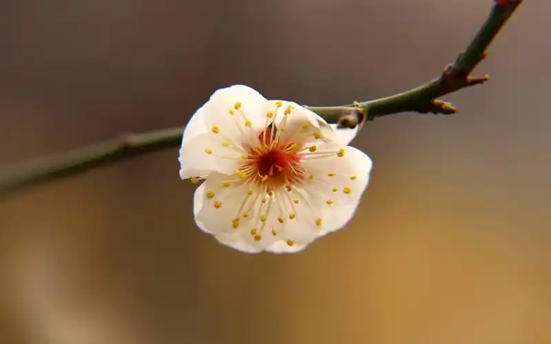 盛开的梅花高清桌面壁纸