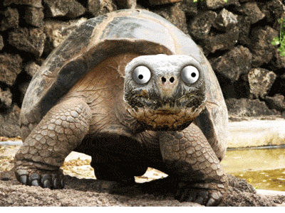 爱该怪的大头乌龟