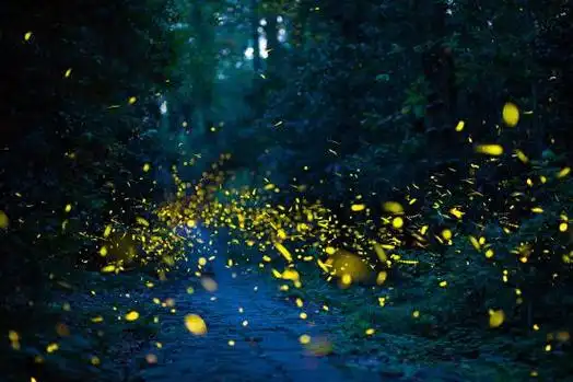 在夏天的夜晚,我们若是看到闪亮的萤火虫,不要干扰它们