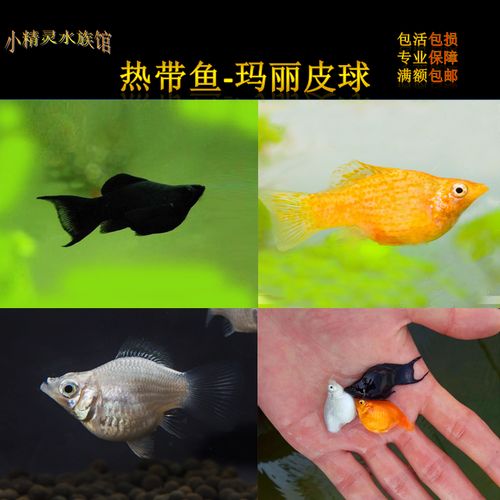 活体小精灵观赏鱼高鳍红剑尾鱼米奇胎生热带鱼皮球玛丽鱼