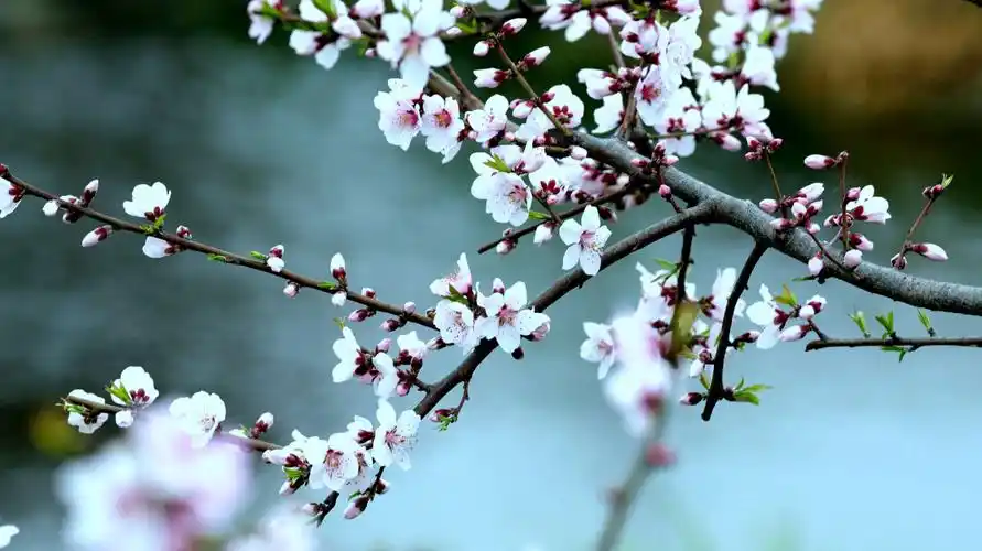 桃花三月醉春风
