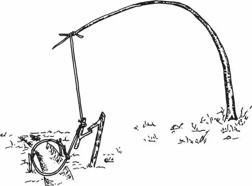 野外生存必备技能(9)设陷阱和机关猎捕动物