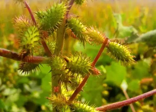 黏草子是什么植物类别
