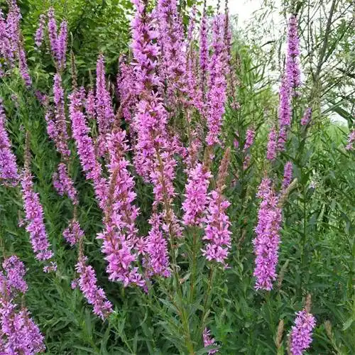 长期供应水生植物千屈草花期长湿地绿化水质净化