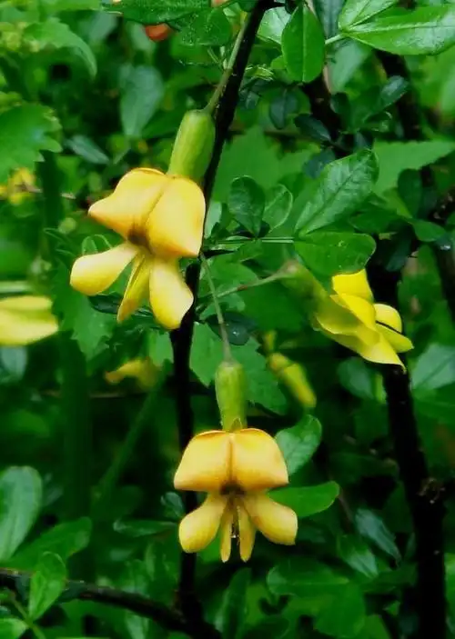 中国常见草药植物20图车前草具有清热祛痰的功效