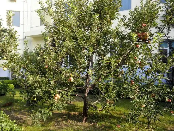 晋豫鲁公司小院盛况