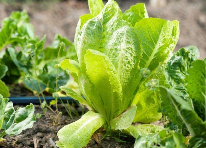 诗诗说种植,莴苣的种植方法和管理方式