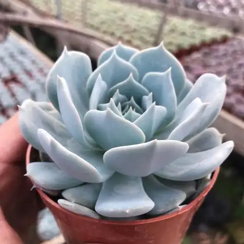 多肉薄叶蓝鸟植物蓝色办公室阳台庭院防辐射净化空气多肉植物