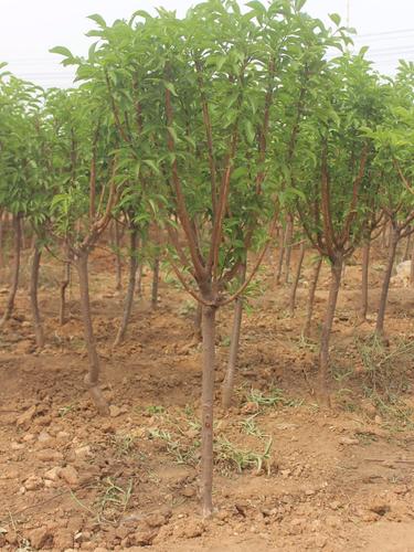 嫁接特大四川脆红晚熟脱骨蜂糖李青脆李子树苗南北方种植当年结果