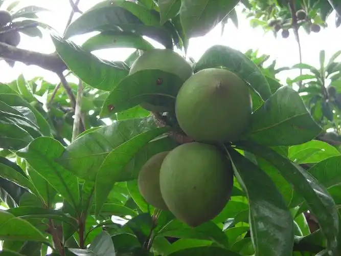 展开全部 这是橡胶树上结的橡胶果