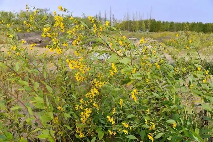 现挖新鲜洋姜鬼子姜姜不辣纯野生腌制泡菜野酱菜鲜咸菜5斤装免邮