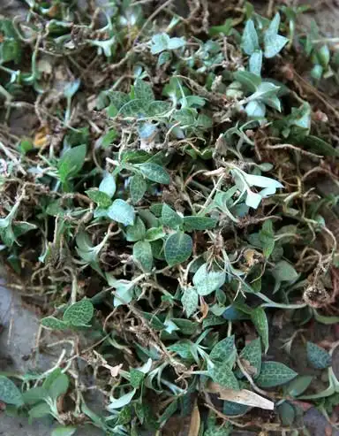 它是润肺止咳"特效药",学名银线莲,山上就有,见了带走!