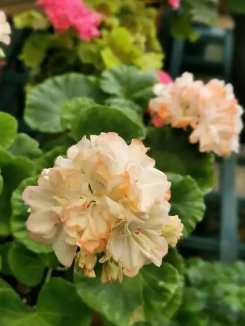 初夏天竺葵图片留存