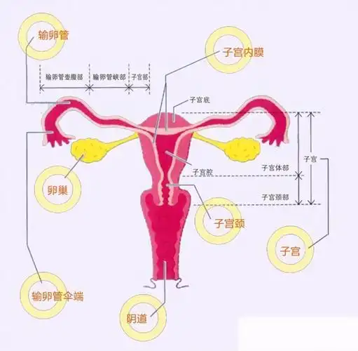 卵巢和子宫形影不离,卵巢和子宫都是女性特有的,是孕育生命的器官.