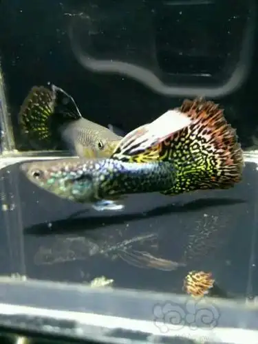 孔雀鱼泰国龙鳞七彩蕾丝