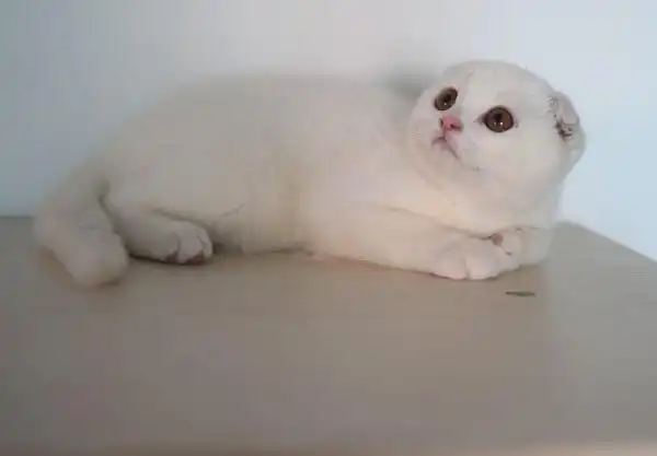 超美纯白苏格兰折耳猫