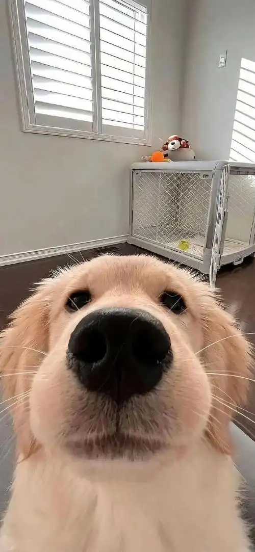 壁纸 动物 狗 狗狗 690_1495 竖版 竖屏 手机