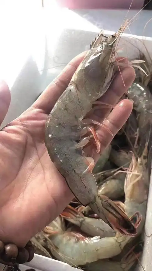 野生大海虾红爪尾彩虾枪粗缺氧状态约20头斤