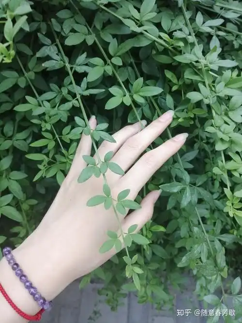 怎么拍手好看拍照