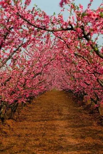 十里桃林 万亩桃花||西安鄠邑·桃花岭 写美篇将持续到4月上旬 在最美
