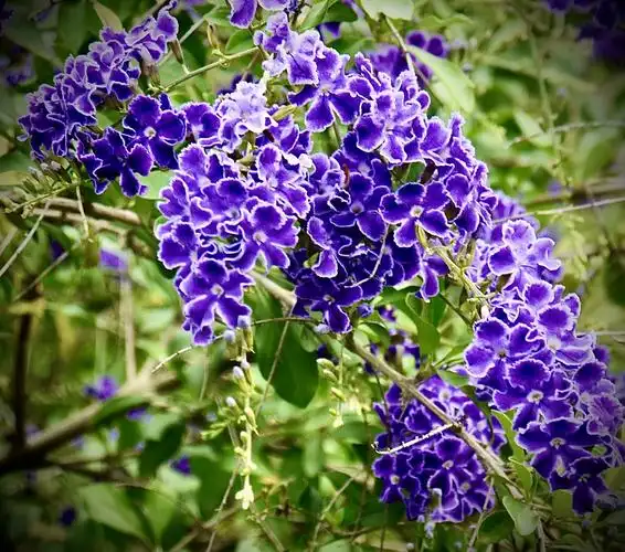 华南植物园里的"假连翘"