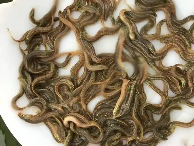 延安台湾一号泥鳅苗批发台湾泥鳅鱼苗养殖技术