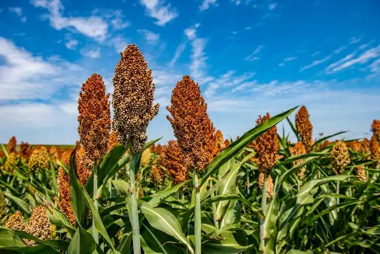 邓州市高粱红了