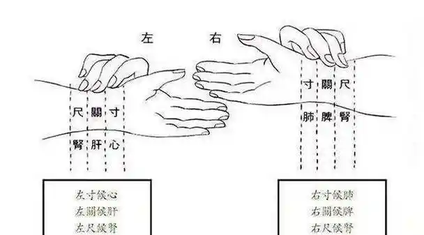 脉象指法图中把脉的正确位置