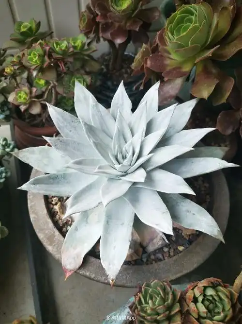 家有鲜肉                  冷峻的雪山,你们喜欢吗?