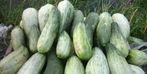 领立减11元羊角蜜酥甜瓜种籽脆密超甜高产四季牛角香瓜蜜瓜种籽