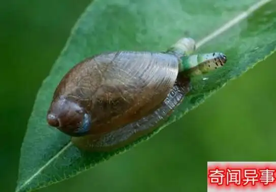 恶心的僵尸蜗牛,被寄生虫完全控制大脑直到死去