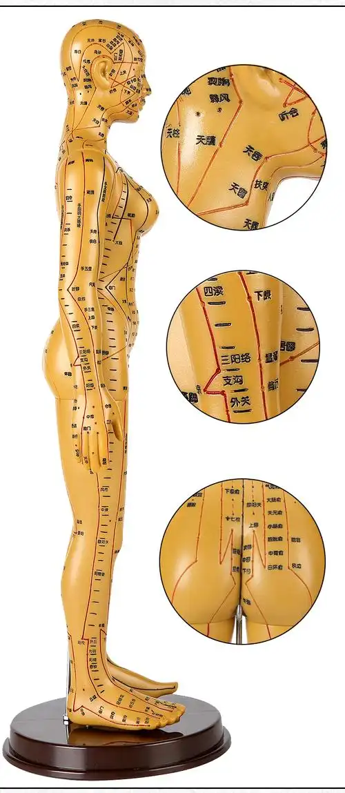 jd健康针灸穴位人体模型中医男女全身经络小铜人可扎针灸人模小人图