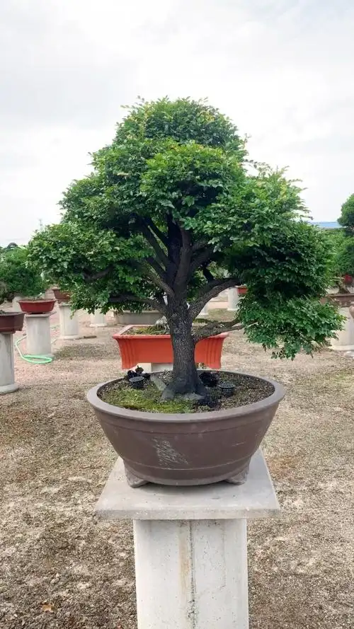 小叶紫檀 黄金紫檀 大树型盆景