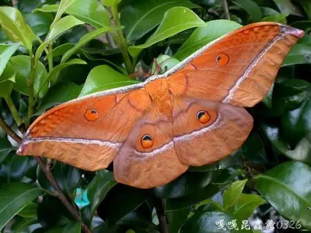 红目天蚕蛾http://gaga.biodiv.tw/new23/9411/119.htm