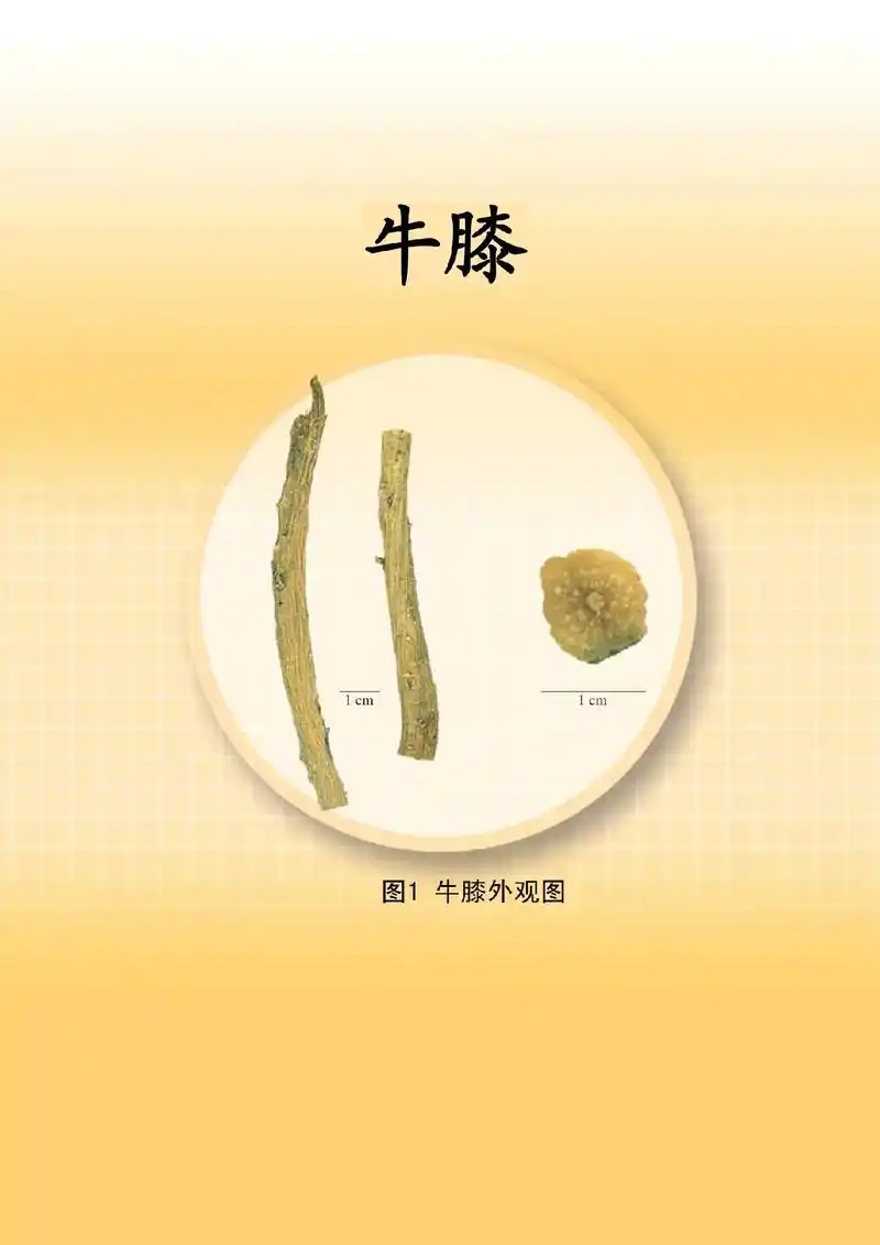牛膝.辨别药材粉末与横切面显微鉴别图谱——#牛膝  #显微鉴 - 抖音