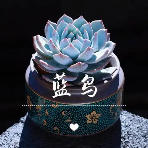 99每天认识一株多肉——蓝鸟