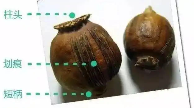 厨房的人误认为"罂粟"甚至为此报警但仔细对比一下草果和罂粟壳的图片