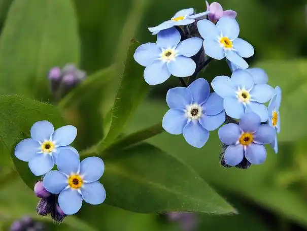 每日一花花语永恒的爱浓情厚义之星辰花永远不变的心
