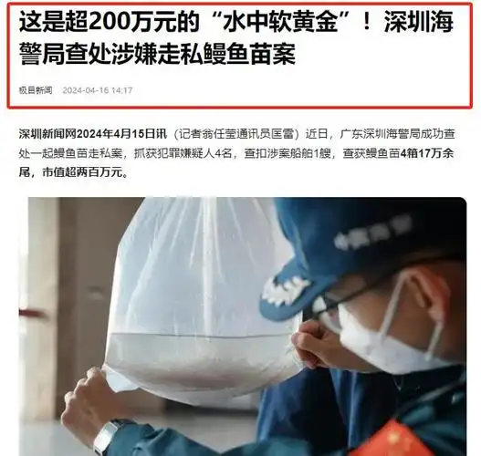 鳗鱼苗,水中"软黄金",1公斤价值"60万"!有人为它铤而走险